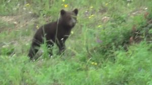 Живите медвежата. Якутия.