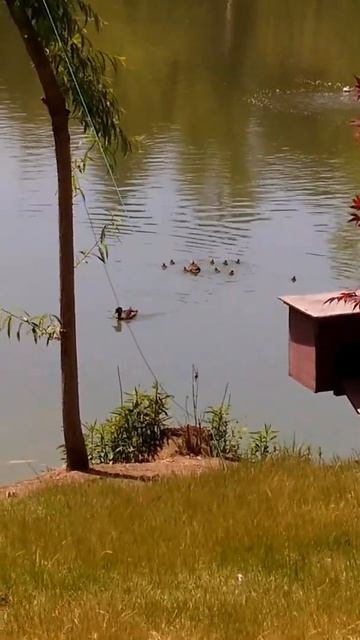 #ОТДЫХ В БАТУМИ 2022| Rest in Batumi| Уточка защищает своих деток смотреть онлайн