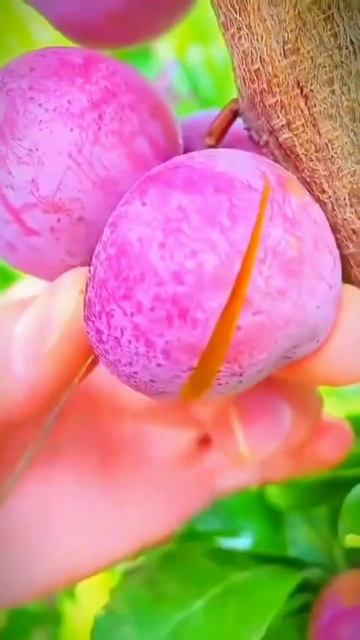 fresh fruit farming #satisfying #nature #near #harvesting #fruit #fresh смотреть онлайн