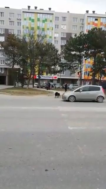 Анапа 2019. Собака Переходит Дорогу На Светофор смотреть онлайн