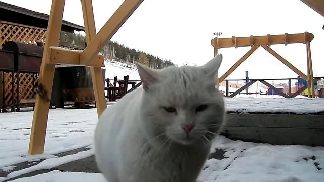 Кот проживающий на горнолыжном курорте Солнечная долина смотреть онлайн