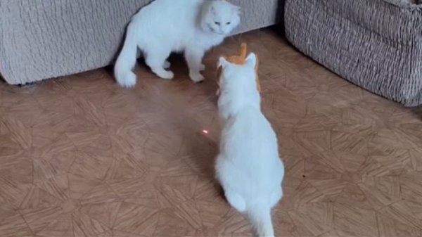 Squirrel was happy to run after the laser beam