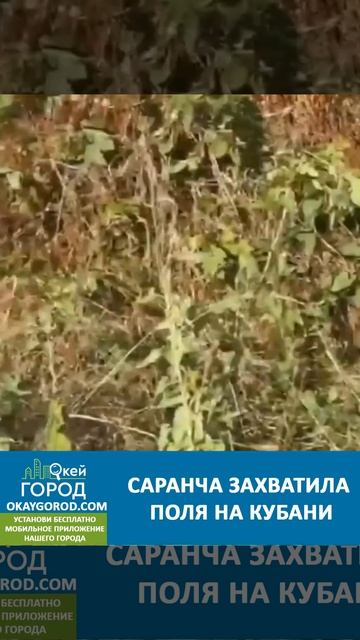 Полчища саранчи атаковали поля в Краснодарском крае ВИДЕО смотреть онлайн