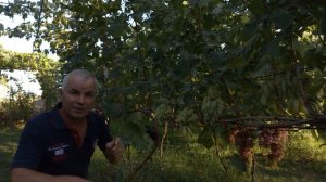 Сравнение двух форм винограда Азия и Козерог.