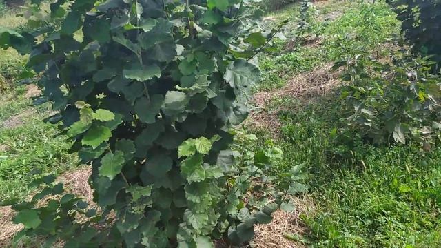 ФУНДУК . Сорт ФУТКУРАМИ . Сбор сигнального урожая ...