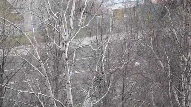 Друг на дереве смотреть онлайн