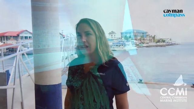 Reefs and resilience in Little Cayman смотреть онлайн