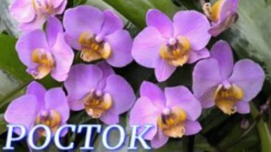 №1071/ СВЕЖАЯ поставка ОРХИДЕЙ и комнатных РАСТЕНИЙ в с/ц РОСТОК смотреть онлайн