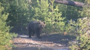 Рыбалка на Таёжной реке. Встреча с Медведем!