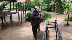 ПАТТАЙЯ 2025. КАФЕ со СЛОНАМИ. Закат. Рынок Паттайя Парк или русский рынок на Пратамнаке