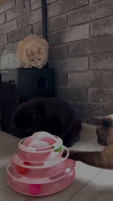 Новая игрушка для Пушистиков, Джони оказался самым умным🥹#котикинарокотики#тайскийкот #пума #cat смотреть онлайн