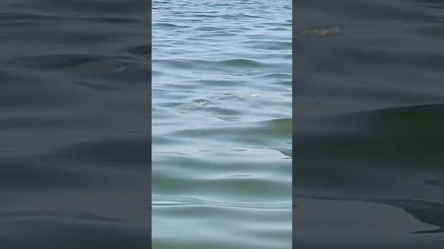 пеленгас!! // АЗОВСКОЕ МОРЕ // кемпинг Ромашка # #азовскоеморе #пересыпь #голубицкая #отдыхнаморе смотреть онлайн