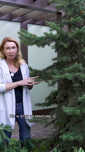 Елочка колючая, сорт «Майголд». #марияниконова #сад #всевсад #хвойные #ель смотреть онлайн