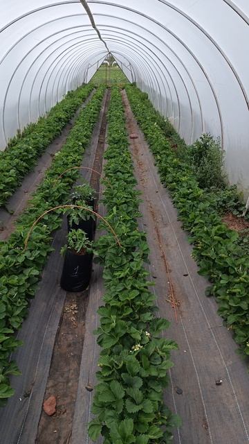 первый сбор клубники в 2025 году 🍓🍓🍓#клубника #огород #садоводничество #дача #сад #garden #землян смотреть онлайн