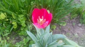 VID_20250425_094743.mp4