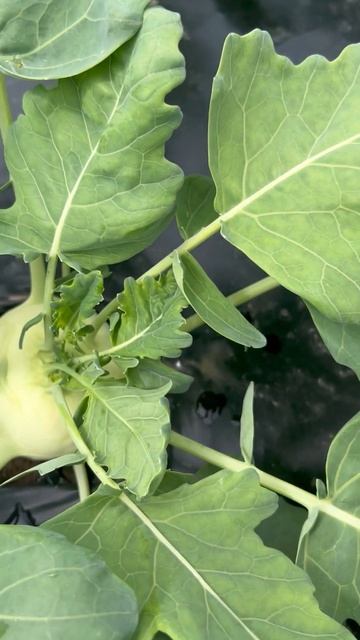 🥦 Капуста – царица июньского урожая! смотреть онлайн