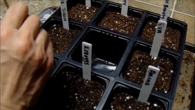 Tomato Tester: Beauty 2021!