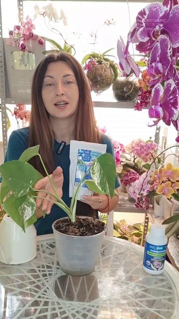 ЦИМУС для Монстеры смотреть онлайн