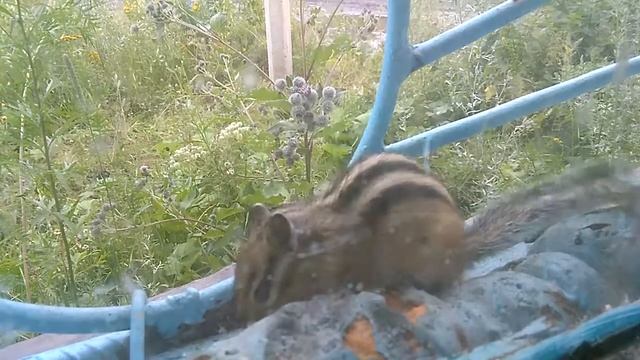 Лесная столовая смотреть онлайн