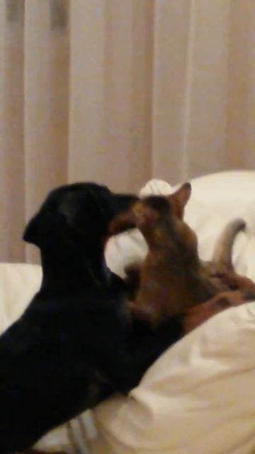 Любовь кота и собаки смотреть онлайн