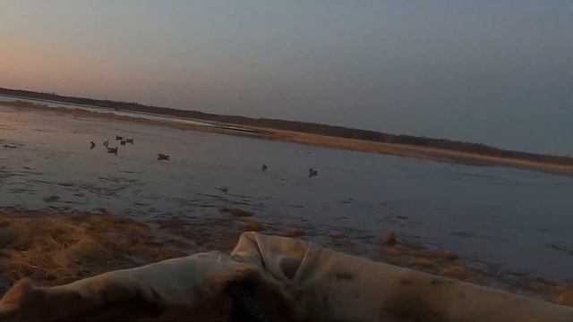 Охота на уток 2024г. 22 мая. DUCK HUNTING!