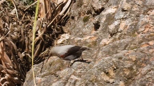 Treparriscos en la cantera de Montehano смотреть онлайн