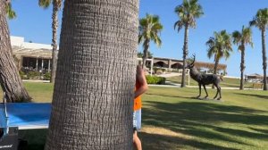 ВЛОГ: Турция. Наш отпуск и отзыв об отеле Euphoria Barbaross Beach Resort. Часть 2