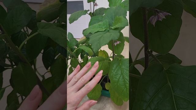 Рассада баклажанов на 24 апреля смотреть онлайн