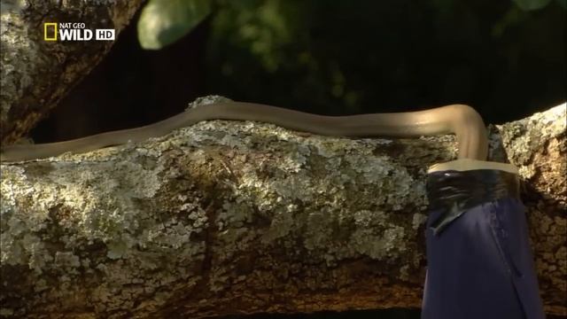 mamba černa-dokument (BBC) 720 HD смотреть онлайн