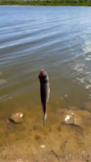 Кемпинг и рыбалка #carpfishing #camp #outdoorcooking #camping смотреть онлайн