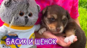 🐱🐶БАСИК И ЩЕНОК / ВЛОГ С БАСИКОМ/ Приключения с котами Басиками #Басики #Басик #волшебные будни