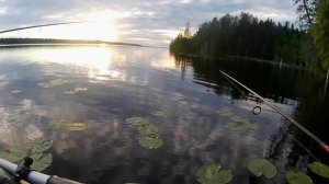 Классные щуки с большого озера! Рыбачу в Карелии летом. #рыбалка #подпишись #2024