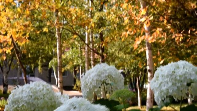 Лес Новь Золотая осень 2019 смотреть онлайн