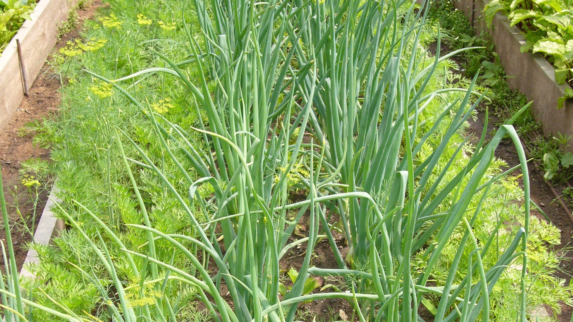 2035.  В теплице рассада капуста,астра, сельдерей 24.04.25