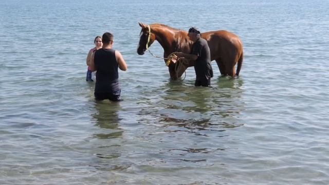 HORSE AFTER SWIMMING IN THE BEACH #CYPRUS2021 #SUMMER ПОСЛЕ ТРЕНИРОВКИ НА ПЛЯЖЕ #ЛОШАДИ #ТРЕНИРОВКА смотреть онлайн