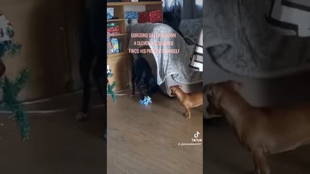 Cape town Clever dog named Sokkies knows wich is his presents смотреть онлайн