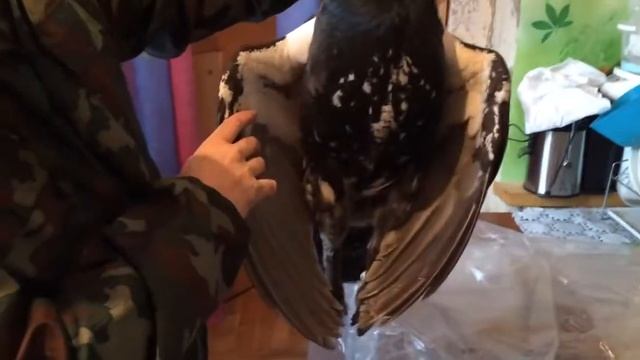 02 11 2017 ГЛУХАРЬ