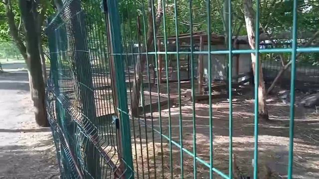 Семья Пятнистых оленей Профилакторий СОКОЛ Саратов Часть 2 смотреть онлайн