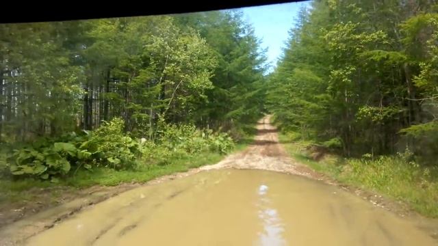 едем по лесу смотреть онлайн
