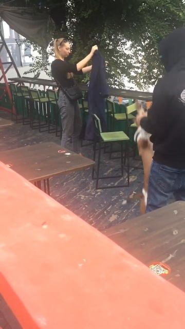 Собачка в кафе тоже радуется жизни смотреть онлайн