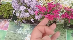 Весна в южном парке. Новинки и хлопоты.