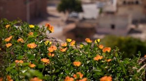 Салала — тропический курорт Омана: что посмотреть и где остановиться (rus, eng, arabic sub)