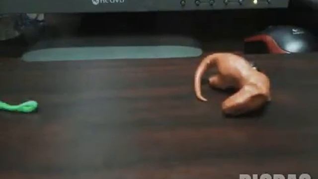 Raptors lunch.Пластилиновый мультик. смотреть онлайн