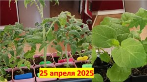 Уход за рассадой, подвязка растений