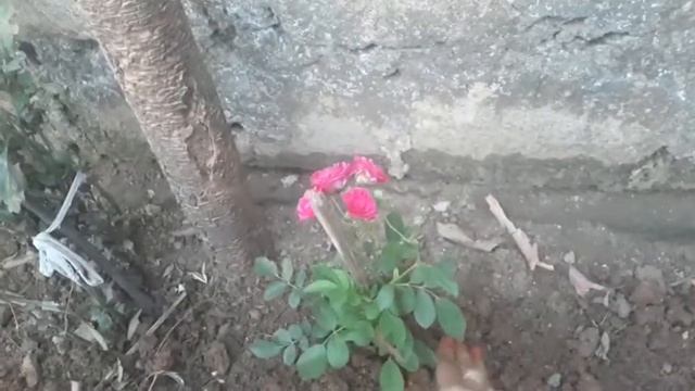 Planting my new button rose plant wich is 40rs смотреть онлайн