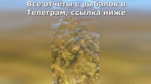 Рыбалка в Ленинградской области на Финском заливе в Петергофе. Ловим леща с берега