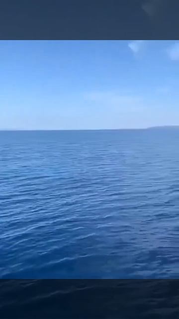 Balene in Adriatico il video L'avvistamento al largo delle isole della Croazia смотреть онлайн