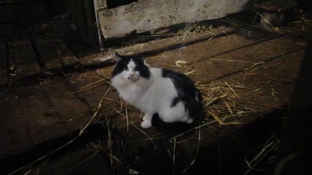 Вечерняя дойка смотреть онлайн