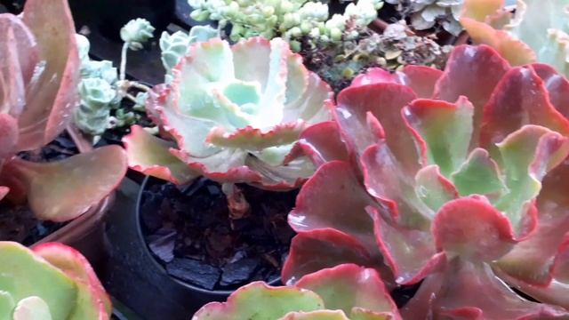 Substrato Com Terra/Barato : sem adubação! ATUALIZAÇÃO смотреть онлайн