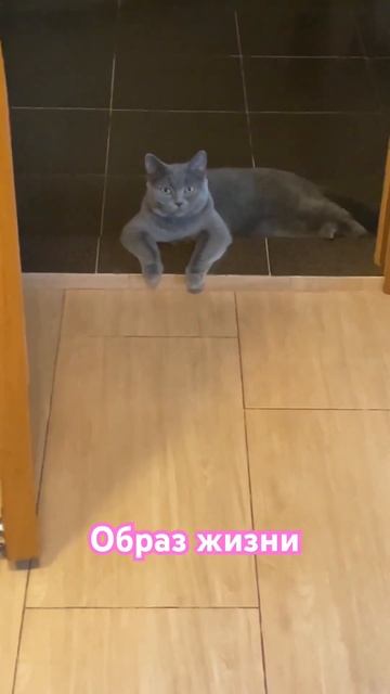 Начальница /cat boss #humor #cat #pet #puma смотреть онлайн